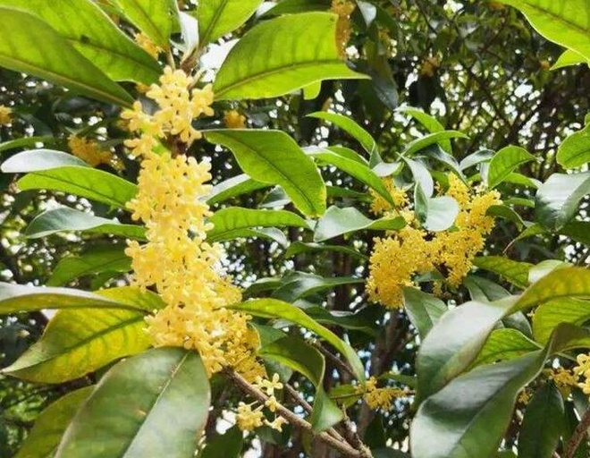 金桂与丹桂花朵形态对比图