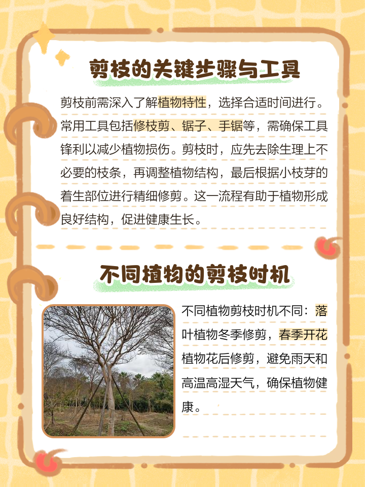 展示春季剪枝时使用的工具和操作步骤示意图,包括修枝剪、剪口处理等 四季桂花春季修剪操作图