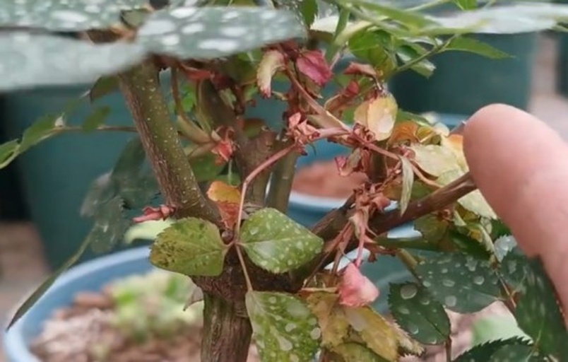 两张并列显微图像对比:左侧为健康花芽分化中期切片,清晰可见花托、雌蕊原基;右侧为发育不良芽体,细胞排列紊乱,无明显花器官结构,标注箭头指示异常区域 蓝莓花芽显微切片对比图