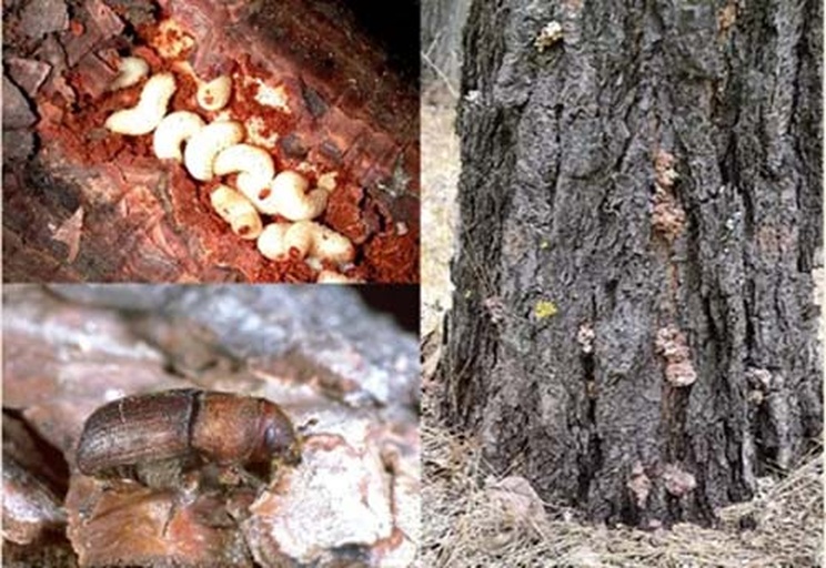 白皮松松梢螟危害现场图