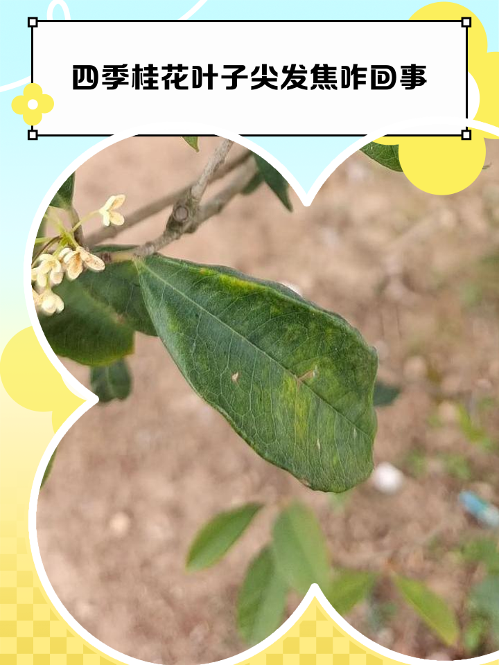 四季桂病害识别图谱
