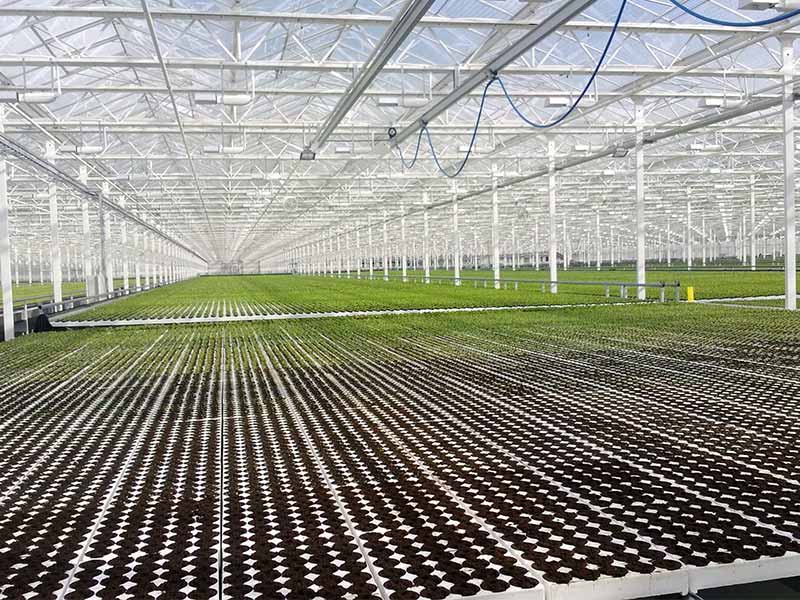 现代化温室内的整齐排列的龙沙宝石扦插苗床,工作人员正在进行喷雾管理,穴盘中嫩绿的新芽清晰可见,背景为自动化灌溉系统和遮阳网设施 龙沙宝石幼苗扦插繁殖现场