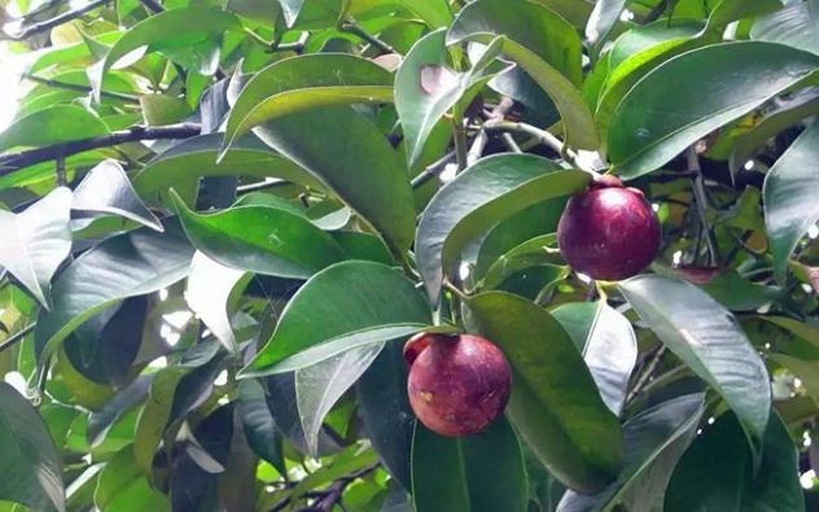 山芹植株与山竹果实对比图