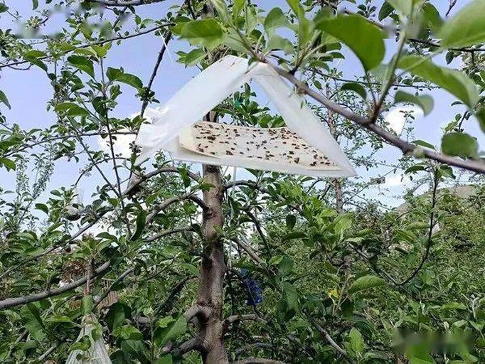 图片说明:一名技术人员正在香梨果园中检查悬挂于梨树枝条上的三角形性诱剂诱捕器。诱捕器内装有性信息素缓释芯,底部粘板上捕捉到数只香梨优斑螟成虫。背景为整齐排列的香梨树,果实已套袋。用于监测成虫发生高峰期,指导科学用药时间。 香梨果园中使用性诱剂监测香梨优斑螟成虫