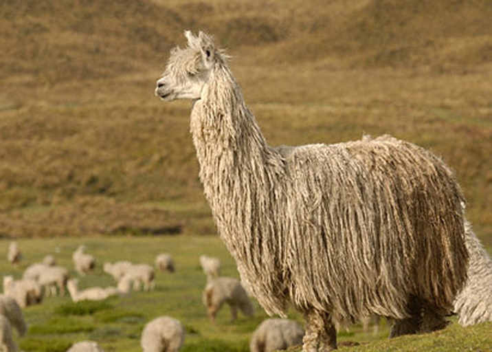 图片说明:左侧为苏利羊驼(Suri Alpaca),毛发顺滑下垂,呈现丝绸质感;右侧为胡阿卡约羊驼(Huacaya Alpaca),毛发浓密蓬松,呈卷曲状覆盖全身;背景为高原牧场环境,展示两种羊驼在自然放牧状态下的外貌差异 羊驼品种对比图