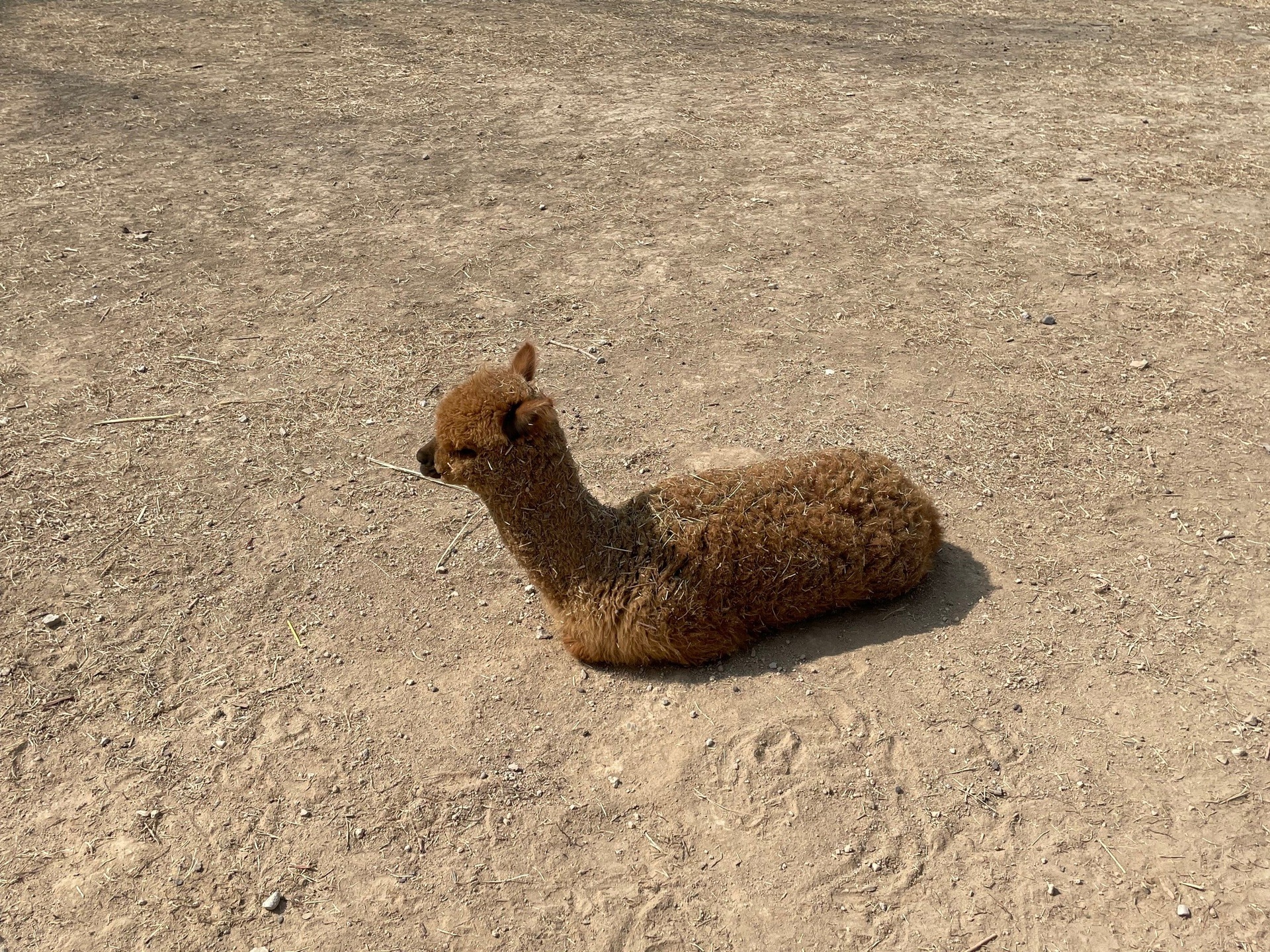 羊驼被剪毛的过程