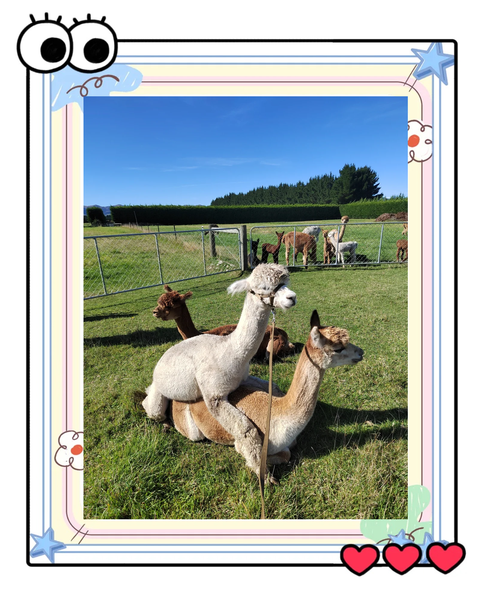 两名技术人员正在协助一头棕色母羊驼进行自然交配,母驼侧卧于垫有干草的地面上,公驼站立其后完成爬跨动作;背景可见编号耳标、记录本和消毒设备 羊驼人工配种操作现场图