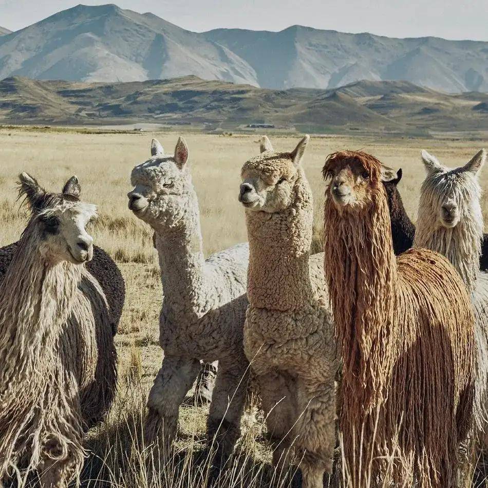 羊驼品种对比图