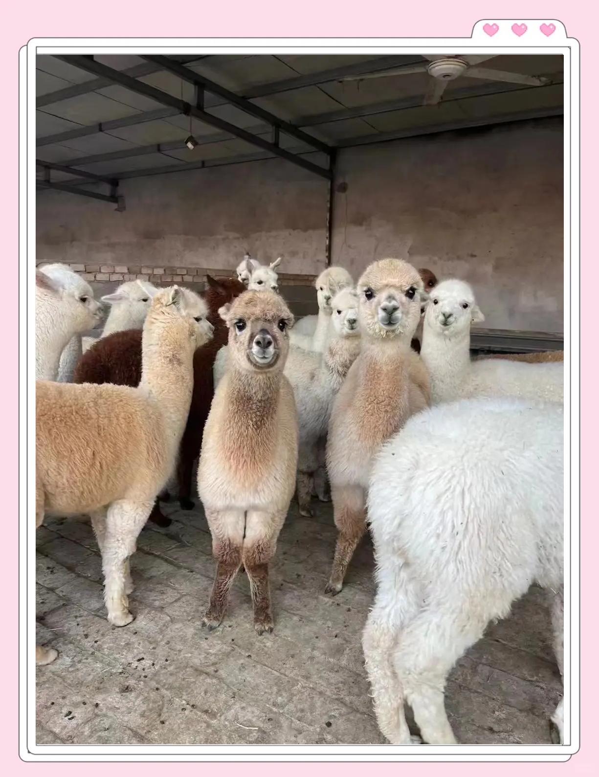 一只约3个月大的白色华卡约羊驼幼崽站在绿色草地上,耳朵竖立,眼神温顺,正在低头啃食牧草。背景为围栏牧场,环境整洁,阳光充足 宠物羊驼幼崽在阳光草地上吃草