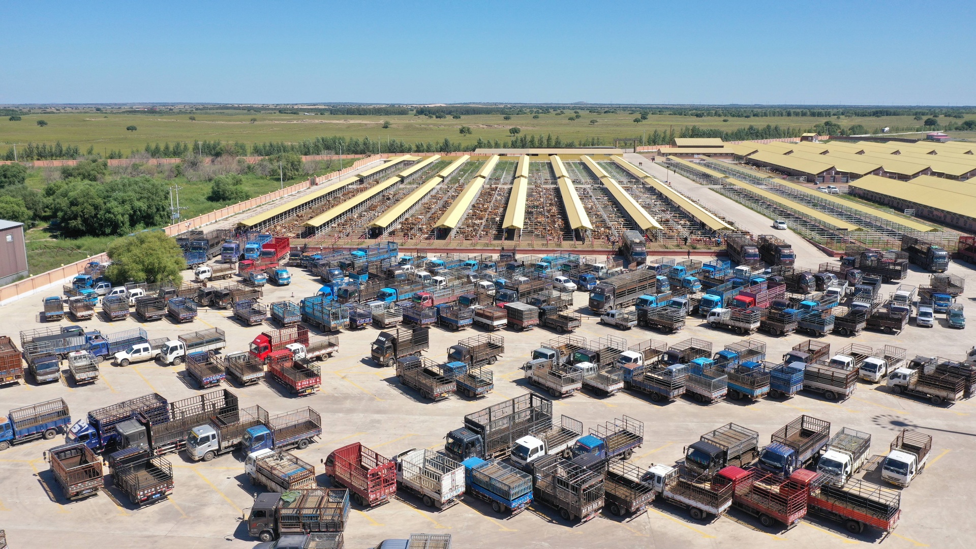 画面展示一个现代化牧场前的交易场景,一位牧民手持电子设备确认一笔‘白条’支付订单,背景有几只绵羊在围栏中,远处停着冷链运输车,体现数字金融与畜牧业结合的现实图景 白条羊交易场景示意图