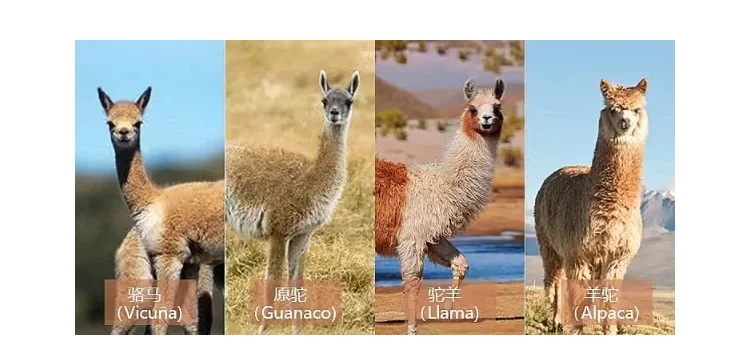 南美洲地图标注羊驼主要分布区域