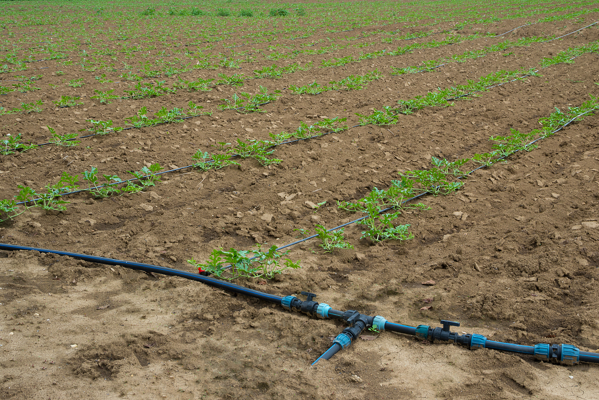 春季西瓜田间滴灌施肥操作现场