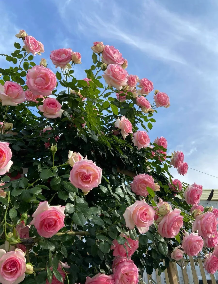 一片盛开的仙境玫瑰园,植株整齐排列,花朵呈粉红色至白色渐变,花瓣密集重瓣,阳光照射下露珠晶莹,背景为绿色叶片与远处山坡,体现生态种植环境 盛开的仙境玫瑰花丛