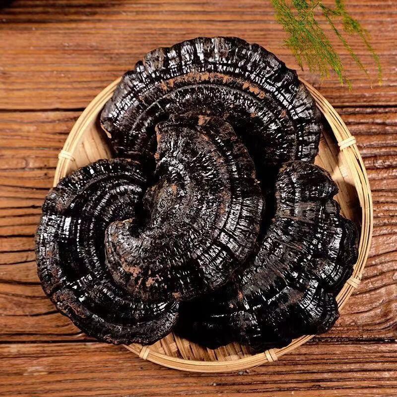 黑灵芝干品与玻璃杯中浸泡过程特写