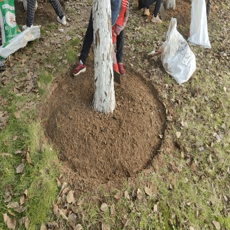 一名农技人员正在八角树根部周围环状开沟,沟深约15厘米,将复合肥均匀撒入后覆土,旁边放置标有‘N-P-K 15-15-15’字样的肥料袋,地面覆盖枯叶层 八角树施肥操作示意图
