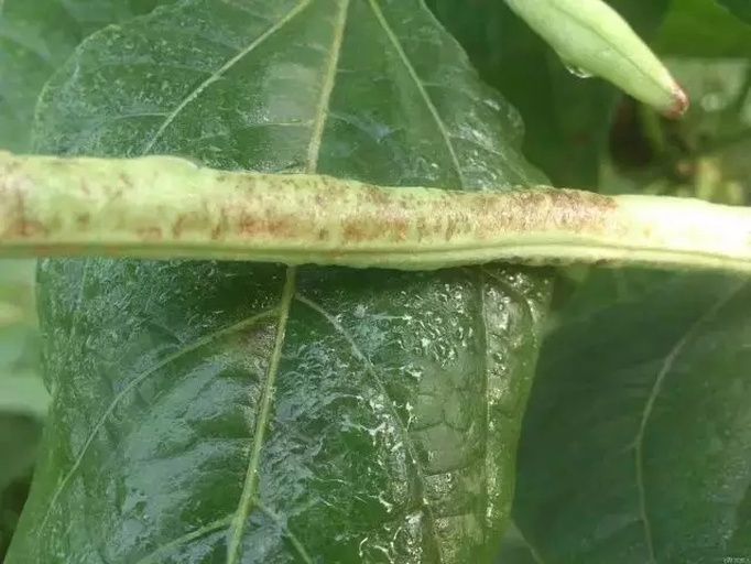 黑豆病虫害防治现场