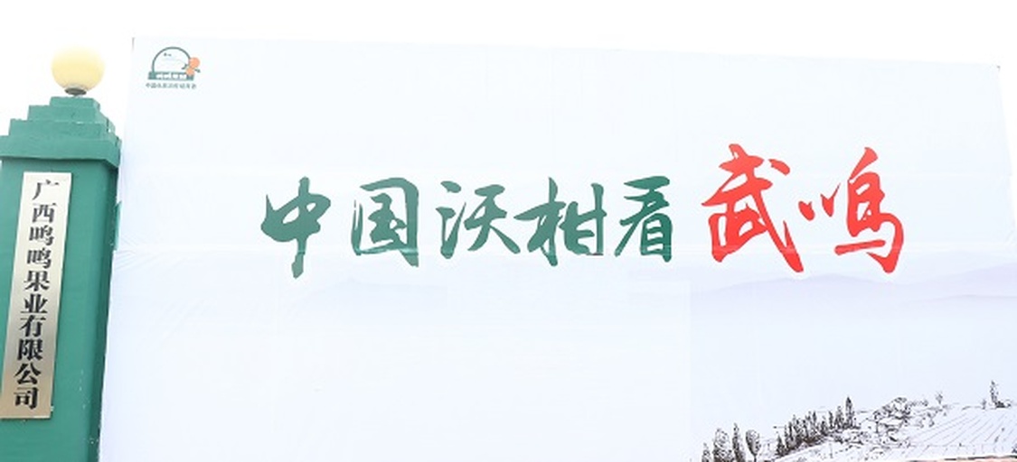 武鸣沃柑包装与市场销售图