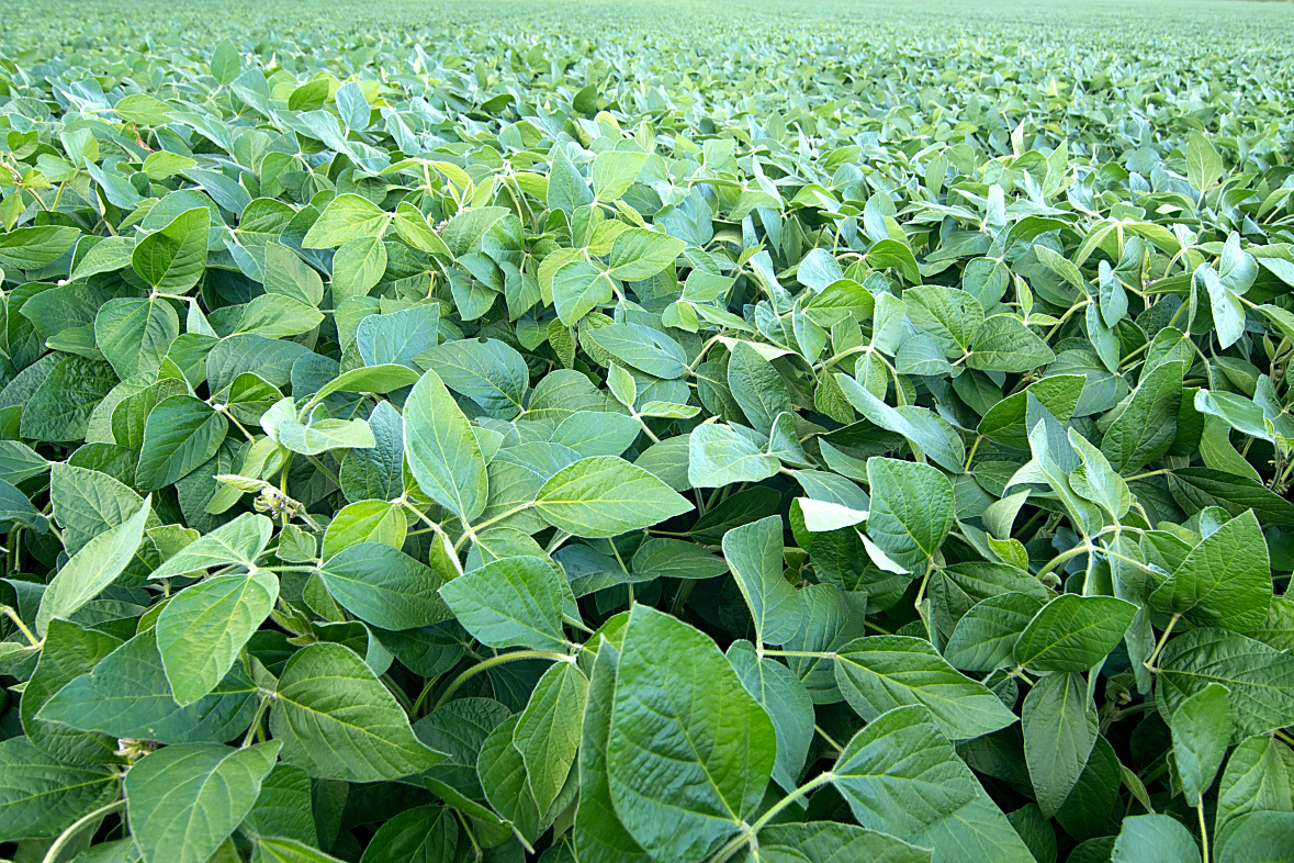 一片绿意盎然的大豆田,植株整齐排列,叶片茂盛,正处于开花结荚期,远处有农民在田间巡查,阳光洒在作物上,展现现代农业生态场景 蒙豆39大豆田间生长实景