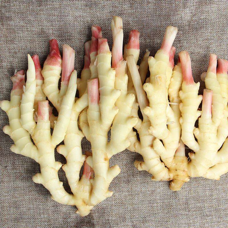 老姜与嫩姜对比图