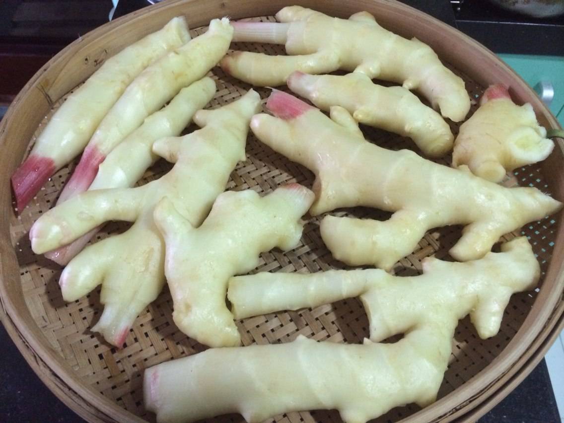 老姜长芽特写