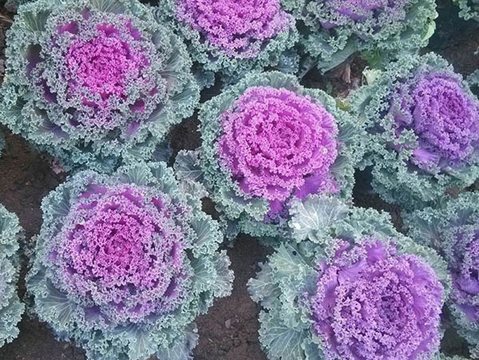 多种甘蓝类蔬菜对比图