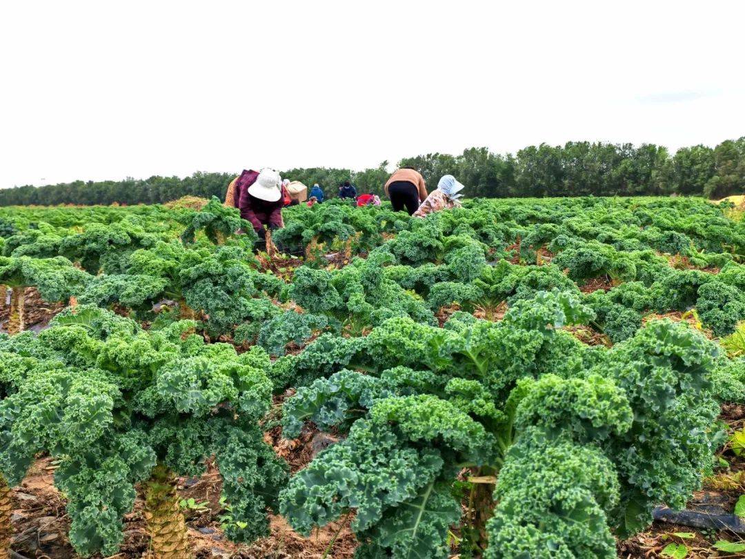 羽衣甘蓝采摘现场:工人们正在田间采摘新鲜羽衣甘蓝,装箱打包准备发货 羽衣甘蓝采摘现场