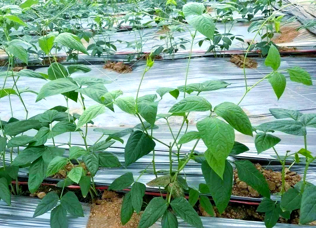 中国主要豆角产地分布图