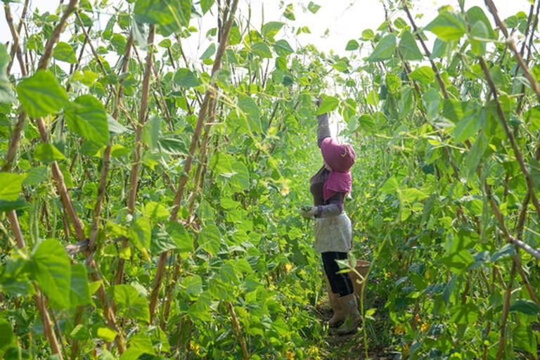 工人在无筋豆种植基地进行采摘作业