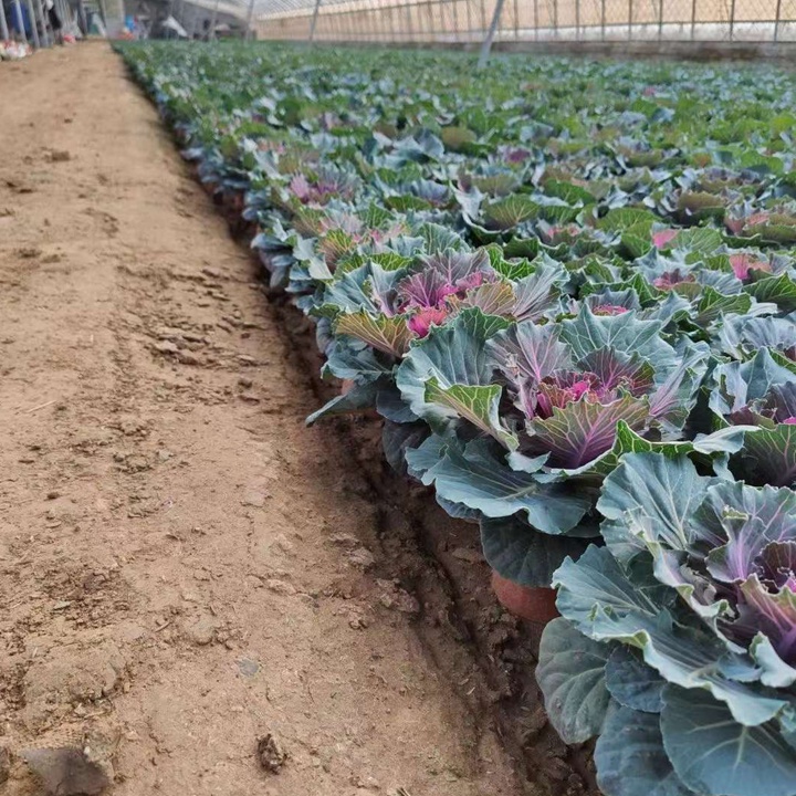 羽衣甘蓝产品展示图:包括新鲜羽衣甘蓝、冷冻羽衣甘蓝、羽衣甘蓝粉等多种形态的产品展示 羽衣甘蓝产品展示图