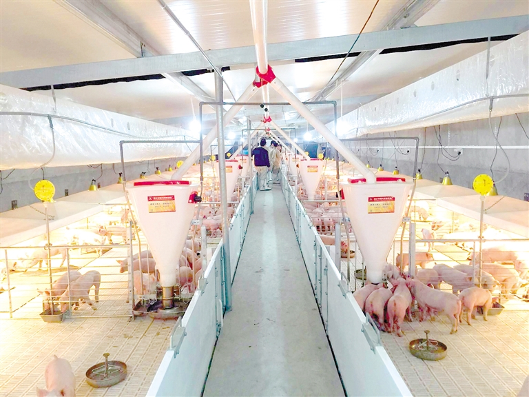 一名养殖户正在将切碎并发酵后的木瓜果肉混合到猪饲料中,背景为现代化猪舍,地面干净整洁,配有自动喂料槽。画面突出展示木瓜与饲料混合的过程 木瓜用于养猪的现场应用图