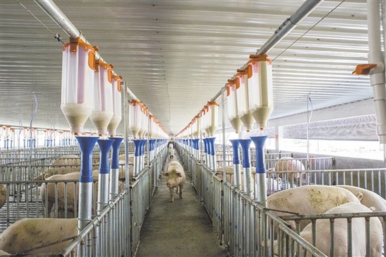 智能化生猪养殖车间内部场景