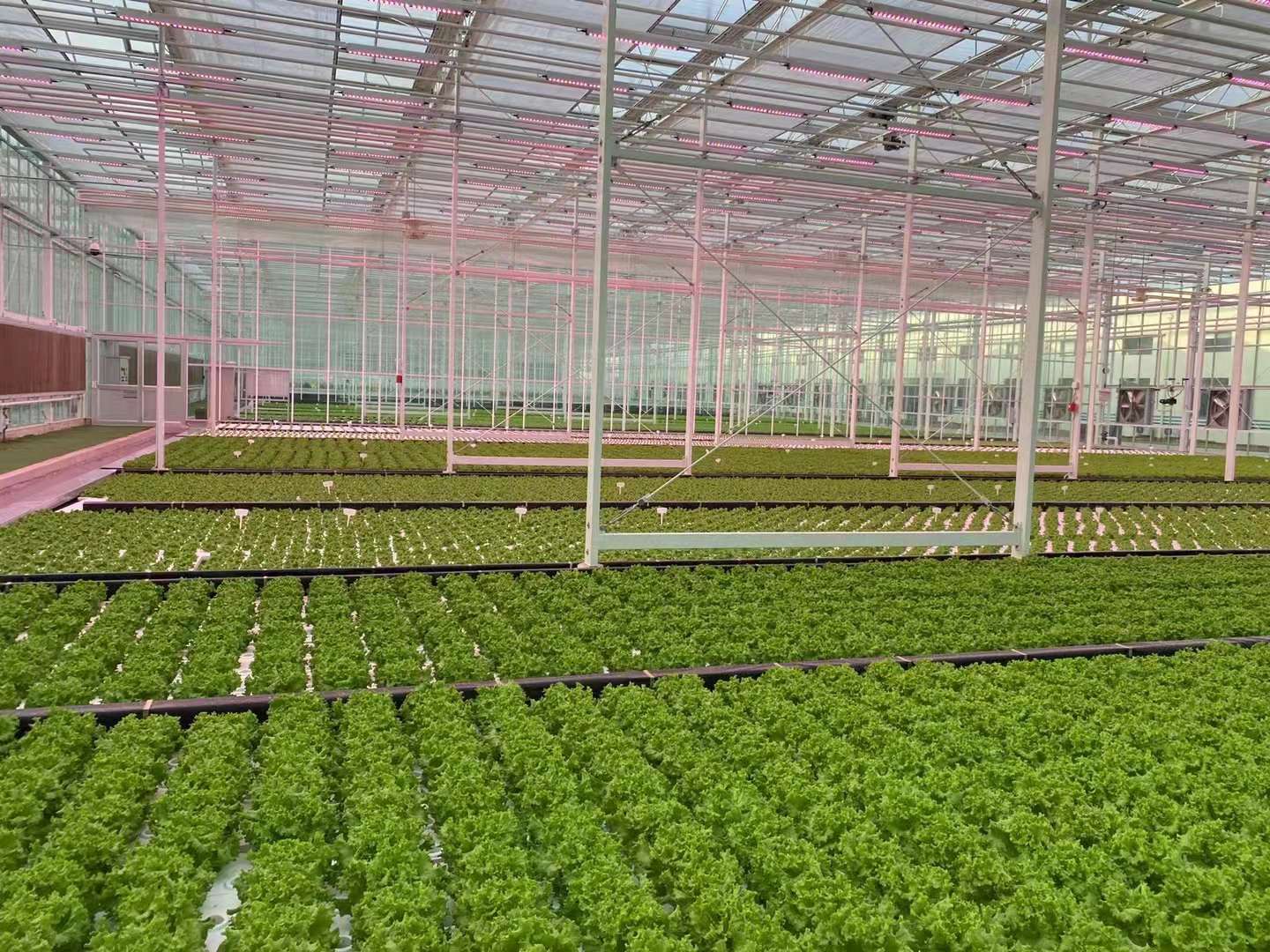 现代化温室中红罗莎生菜规模化种植场景