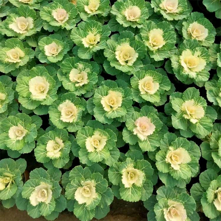 一片冬日花坛中盛开的观赏羽衣甘蓝,植株呈莲座状展开,中心叶片呈现粉紫色与嫩绿色相间的渐变效果,外围为深绿色锯齿状老叶,背景为城市公园步道,周围有行人驻足拍照 观赏羽衣甘蓝在花坛中的整体景观