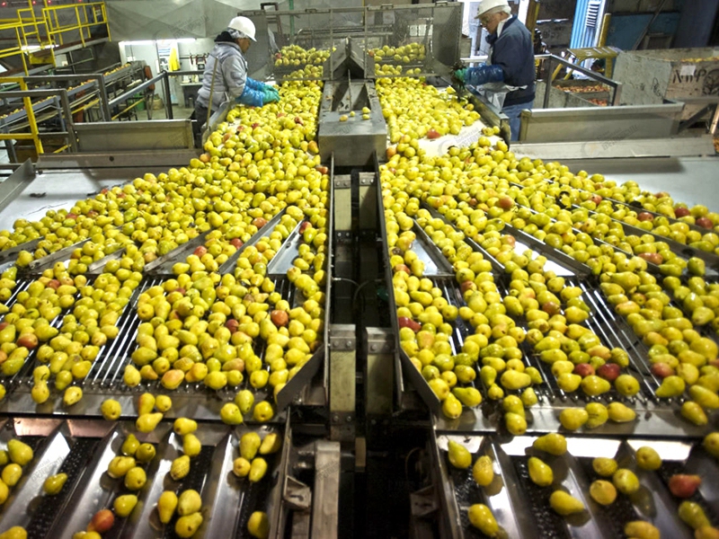 一名厨师正在厨房操作台上对一堆酸梨进行清洗,部分已放入盆中盐水浸泡,另一些正用纸巾擦拭;背景中有几个透明密封袋,桌上摆放着电子秤和标签笔,展示分装准备流程 酸梨清洗与分装过程