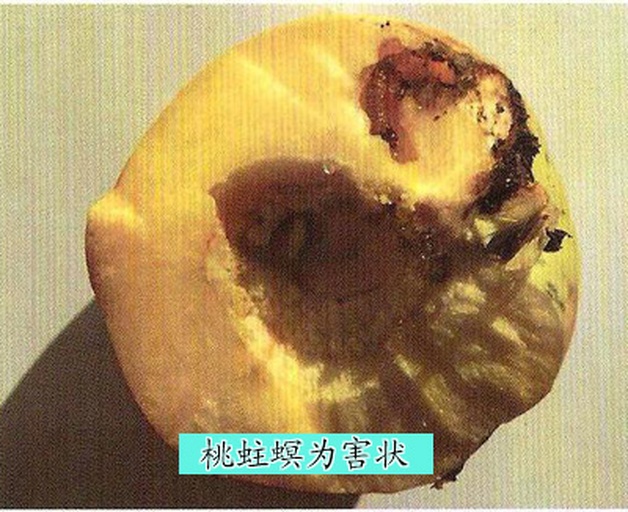 桃蛀螟幼虫蛀果现场图
