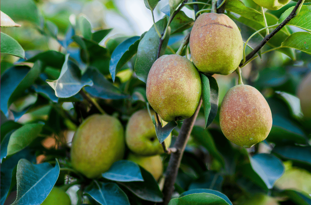 一棵健康的彩虹梨树上挂满了成熟的果实,果皮呈现明显的红黄绿相间条纹,阳光照射下色泽鲜艳,背景为绿色树叶和部分未完全成熟的青色果实,果园环境清新自然 彩虹梨树挂满果实的特写