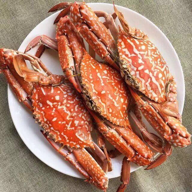 一只刚出锅的蒸熟红星梭子蟹,甲壳呈现鲜艳的深红色,蟹盖打开后露出金黄色的膏体,油润光泽,蒸汽缭绕,旁边配有姜醋蘸料和青葱段,拍摄于白色陶瓷盘上,背景虚化 红星梭子蟹蒸煮成品特写