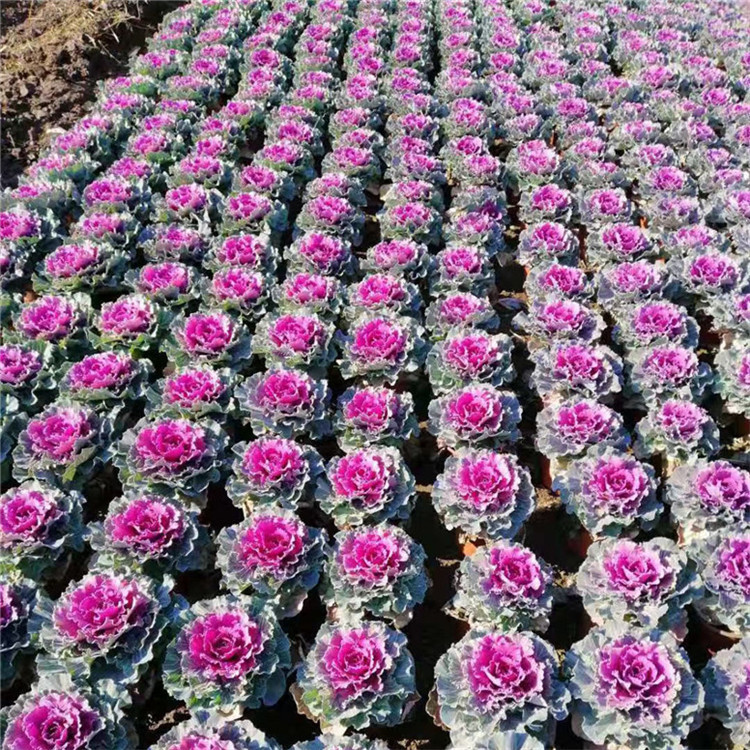 羽衣甘蓝花园景观