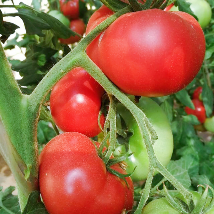 对比图：成熟红番茄与未成熟绿番茄并列摆放