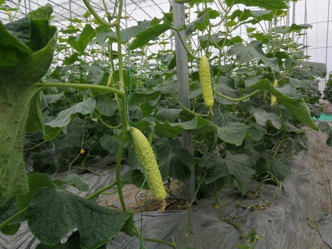 田间实景航拍图：整齐连栋温室中挂满果实的番茄植株（红果累累）与爬蔓生长的黄瓜藤架（黄花点缀、青翠瓜条垂悬），土壤覆盖银黑双色地膜，远处可见智能水肥一体化设备