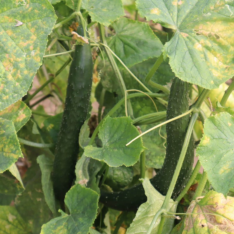 挑选新鲜小绿黄瓜特写