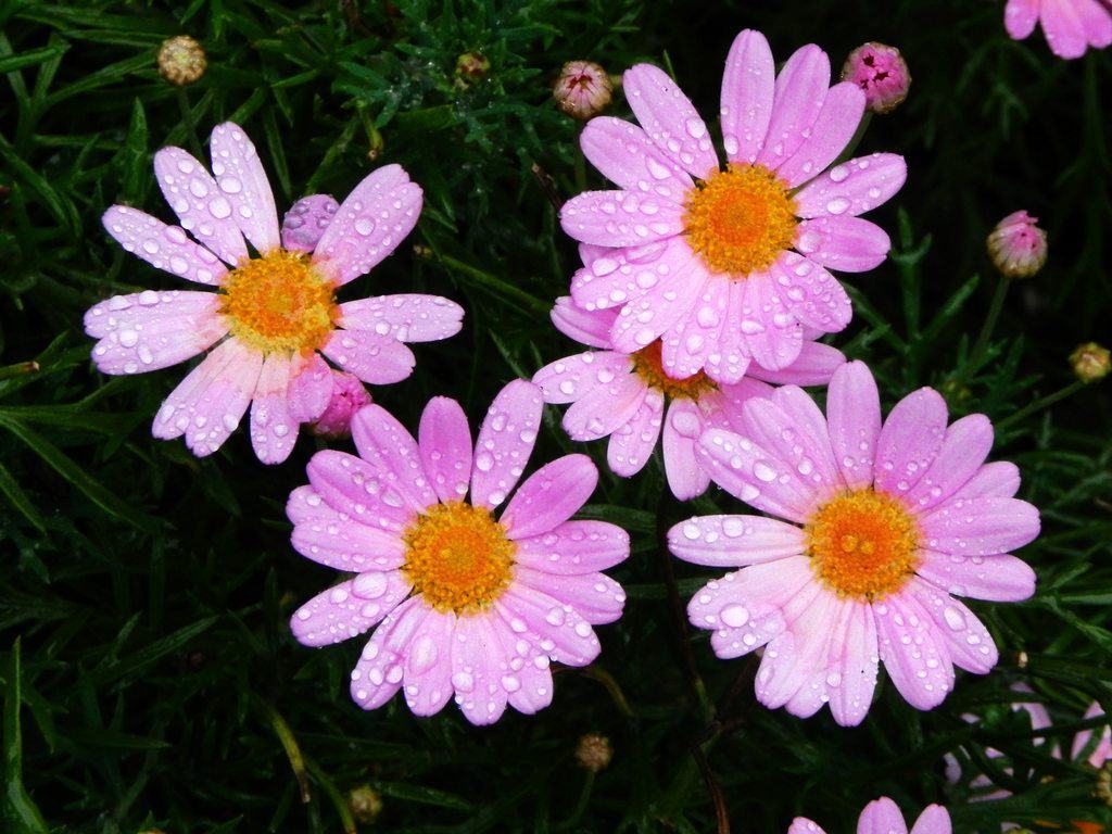 清晨露珠停留在五瓣雏菊的花瓣边缘，微距镜头下可见水珠折射出周围景物，花心细节清晰，展现自然微观之美