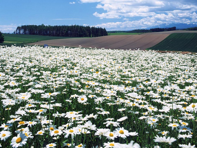 意大利乡村草地上成片盛开的雏菊
