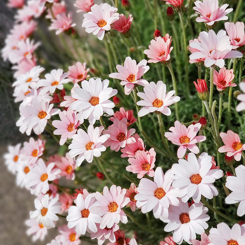 雏菊花坛景观效果图