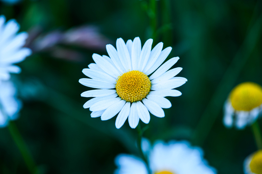 雏菊整体植株特写
