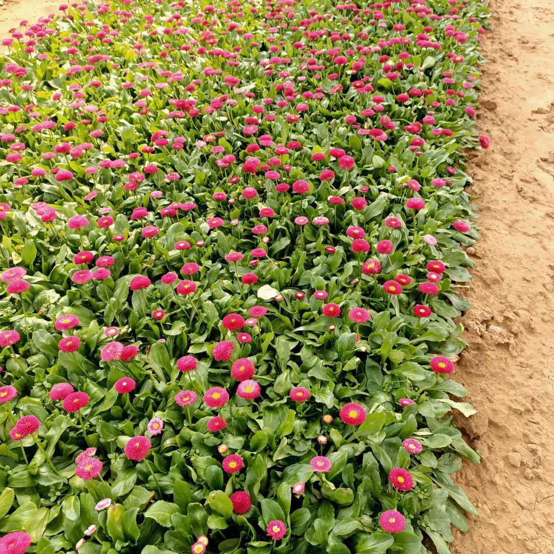 红色雏菊‘赤焰’规模化种植场景