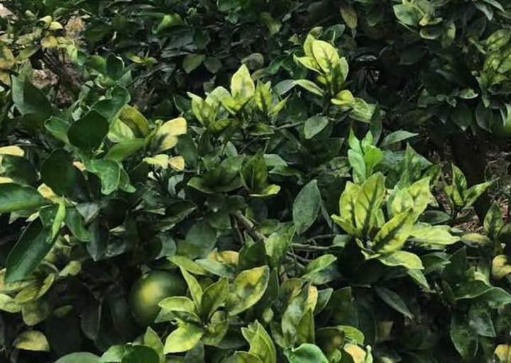 沙糖桔树干表面覆盖大面积灰绿色青苔病斑