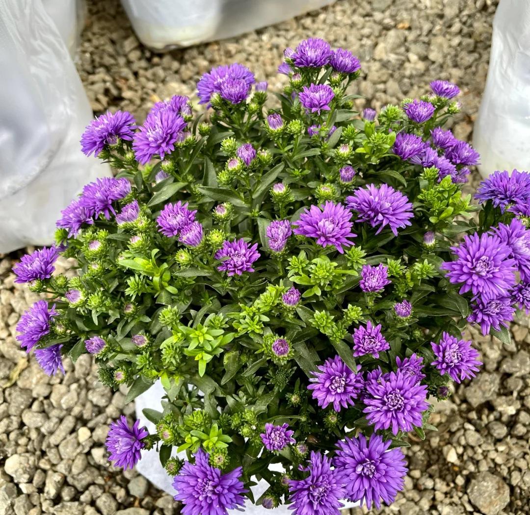 雏菊盆栽种植图