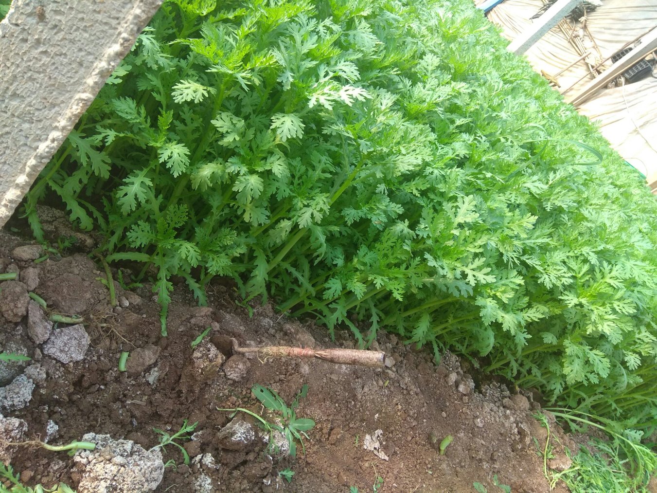 茼蒿移栽密度试验田照片