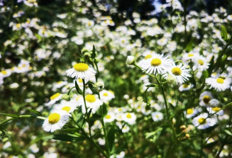 少女在田野中轻抚雏菊花丛